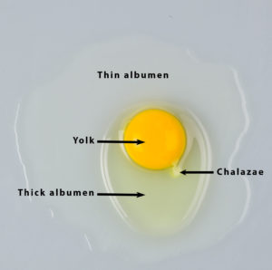 Egg Protein