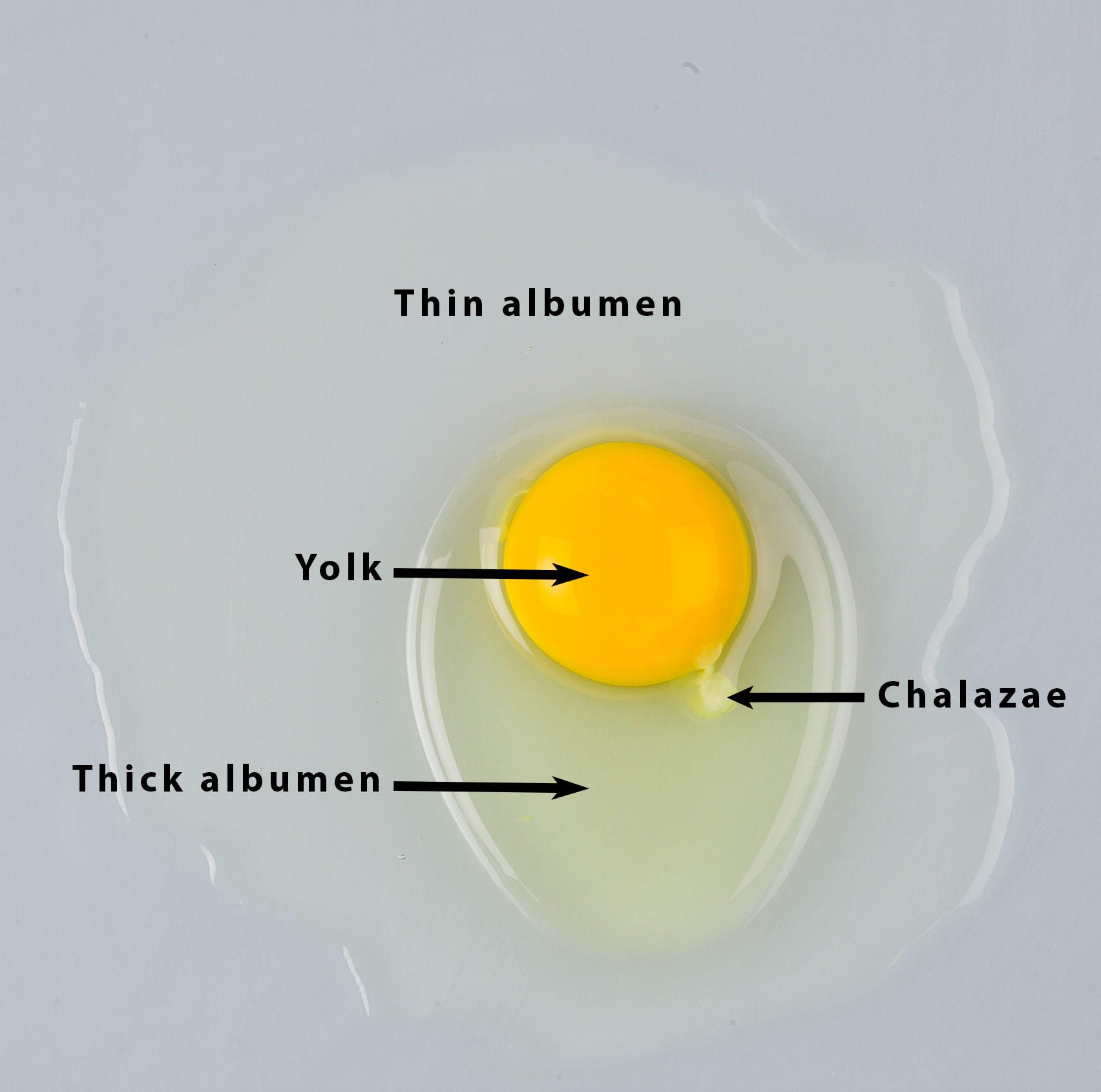 Egg Protein